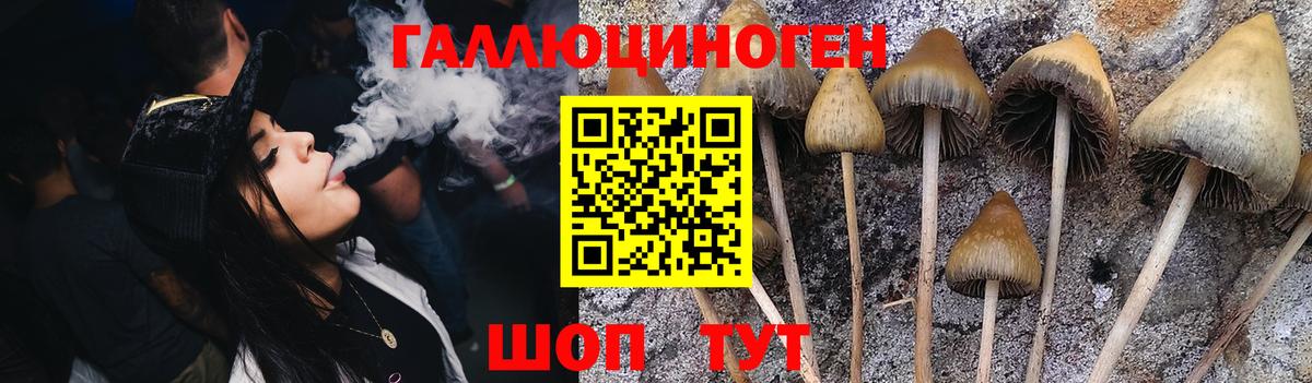 Псилоцибиновые грибы Psilocybe Новоуральск